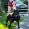 Black Female classic Bully puppy,