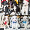 Medium Bernedoodles available to choose from Ready 12/16