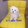 Maltese male 1 yr. old, purebred pedigree, intact for breeding*discounted to $1500