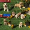 CAVAPOO PUPS (08/13) 3 FEMALES/1 MALE