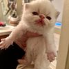 Beautiful, exotic shorthair, Himalayan kitten's