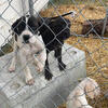 Hybrid Mastiff Puppys