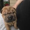 Shar pei puppies