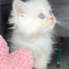 Munchkin Persians kittens for sale ( Minuets )