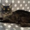 Maine coon adults
