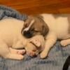 Fluffy Frenchies puppies