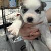 Beautiful Husky Puppies – Both Parents on Site – Wichita KS