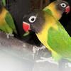 Love birds