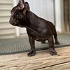 Chocolate female French bulldog