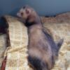 Bonded pair of ferrets. 3 years old.