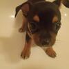 Tiny girl Chihuahua so cute