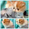 Sweet purr machine Pure Persian CFA registered