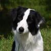 Border Collies A K C