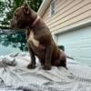 5 month old American Bully puppy / GREAT BUILD