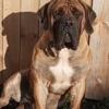 Male Boerboel