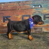 AKC Doberman pinscher puppies