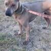 Thai Ridgeback female