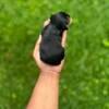 Yorkshire terrier puppies