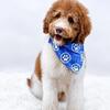 Bernedoodle puppies ready for their forever homes