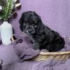 Beagle Poo Puppies!!!