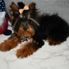 YORKIE FEMALE READY TO GO SOLD