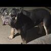 English bulldog French bulldog mix girl