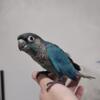 SF Violet Green Cheek Conure - Hand Tame