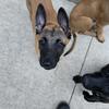 Belgian Malinois Puppies 