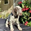 Liver Dalmatian Male Puppy