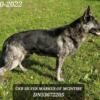 For Sale MCINTIRE GERMAN SHEPHERDS