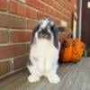 Broken Blue Otter Holland Lop Doe