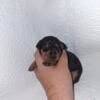 Miniature pinscher  babies have arrived! min pin