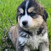 Goberian Husky/Golden Retriever - Puppy