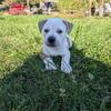 8 week old BEAUTIFUL pocket american bully and setter puppies... 4 girls and 2 boys
