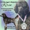 AKC/UKC standard, moyen sized and Mini poodle studs.