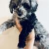 Merle Toy/sm mini poodles