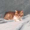 DesignPurrs  Exotic Short Hair  and  Persian kitten