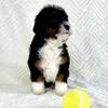 Cockapoo Puppies Ready Now