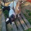 For Sale GOATS IN BRADFORD PA