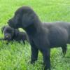 English Labrador Retriever Puppies