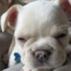 3 MALE French Bull Dogs available 11.11.23 without AKC registration