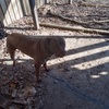 Cane Corso mix pups