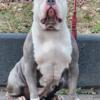 American Bully puppies