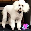AKC/CKC toy poodle for stud health tested