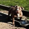 ATTENTION UKC APBT PR bully pups $1000 cash  7 months old  1 male .1 female purple tri housetrained love water