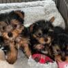 CKC Registered Yorkie pups! 