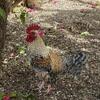 Two miniature roosters 4 months old