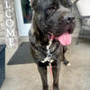 Cane Corso - Bane 