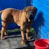 Top Quality BullMastiff Puppies Available October