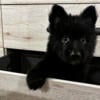 AKC Black Long Coat German Shepherd Males